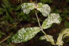 Golovinomyces magnicellulatus