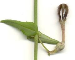 Ceropegia linearis linearis