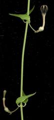 Ceropegia linearis linearis