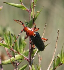 Stenaspis verticalis insignis