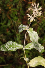 Golovinomyces magnicellulatus