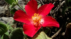 Hibiscus martianus