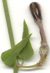 Ceropegia linearis linearis