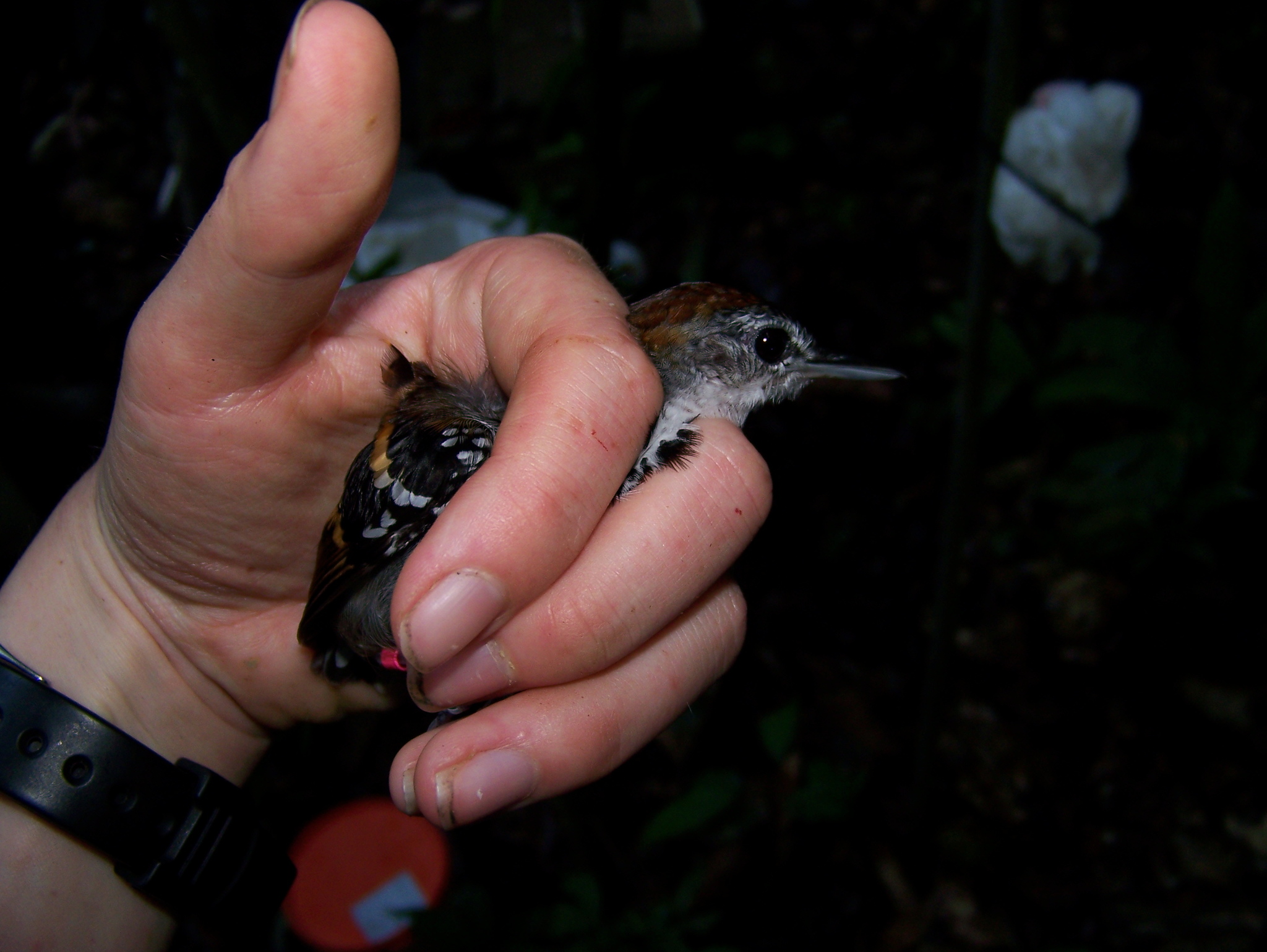 Banded Antbird (Dichrozona cincta), photo 4