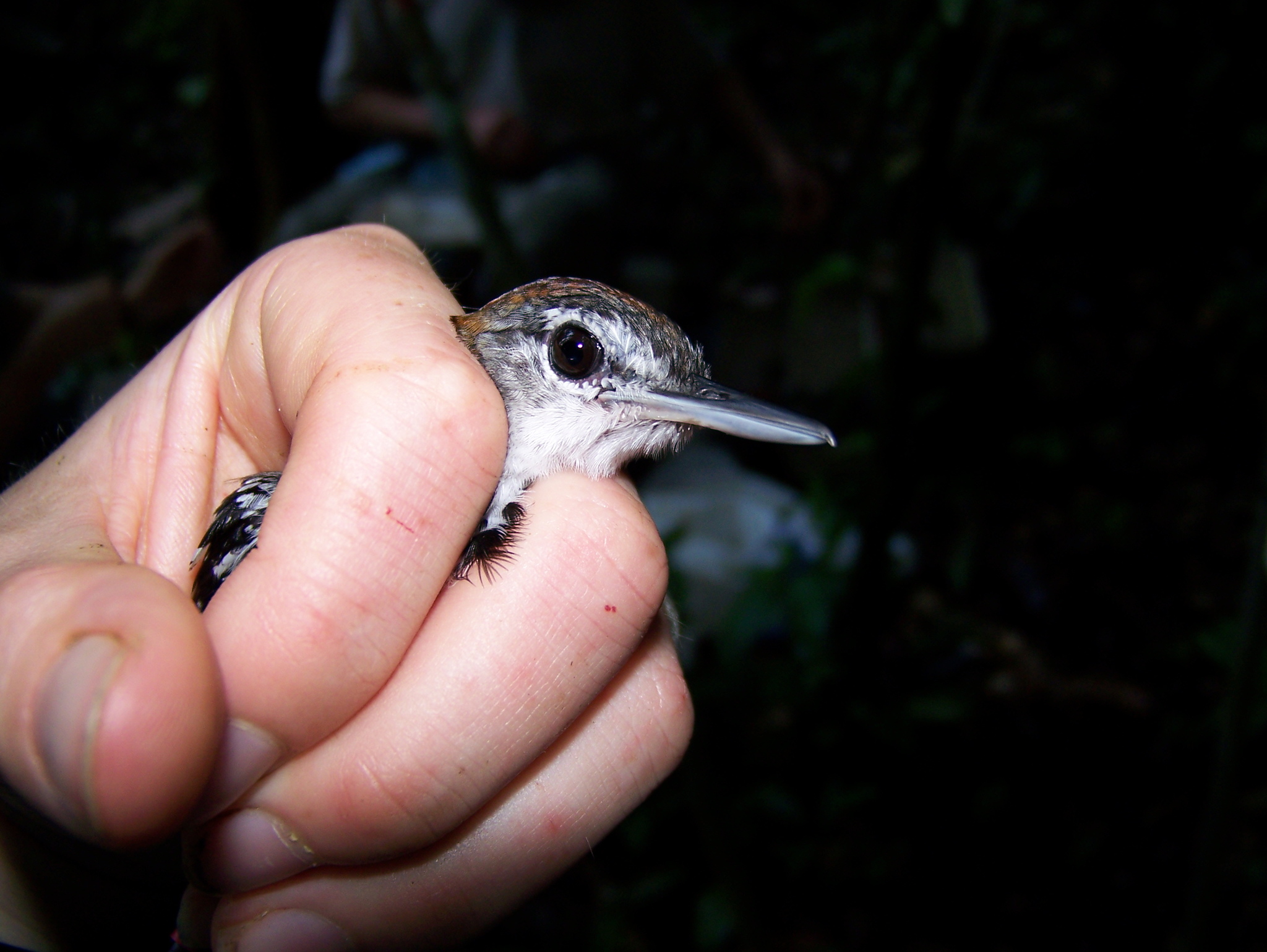Banded Antbird (Dichrozona cincta), photo 5