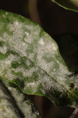 Golovinomyces magnicellulatus