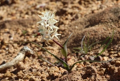 Wurmbea spicata