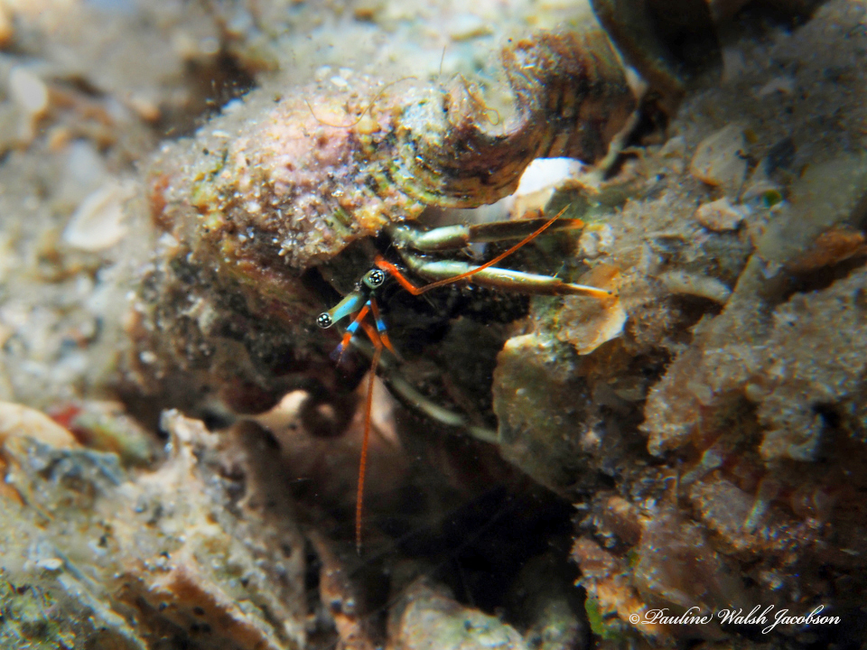 Antillean Hermit Crab