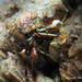 Antillean Hermit Crab - Photo (c) Pauline Walsh Jacobson, some rights reserved (CC BY), uploaded by Pauline Walsh Jacobson
