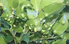 Chionanthus peglerae