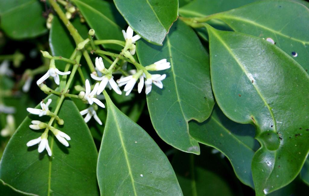 Giant Pock-ironwood
