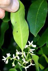 Chionanthus peglerae