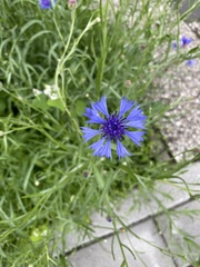 Centaurea cyanus