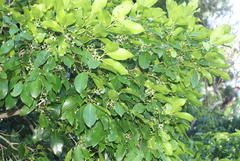 Chionanthus peglerae