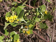 Osteospermum moniliferum rotundatum