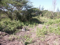 Osteospermum moniliferum rotundatum