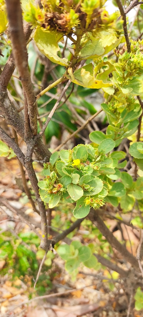 Waltheria cinerescens