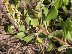 Osteospermum moniliferum rotundatum