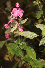 Golovinomyces magnicellulatus
