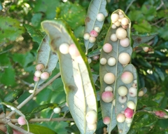 Belonocnema fossoria