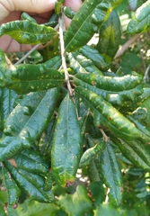 Belonocnema fossoria