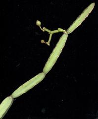 Cissus quadrangularis quadrangularis