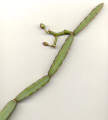 Cissus quadrangularis quadrangularis