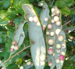 Belonocnema fossoria
