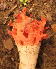 Lysurus corallocephalus image