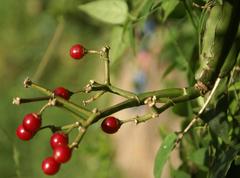 Cissus quadrangularis quadrangularis