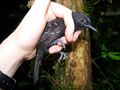 Black Antbird (Cercomacroides serva), photo 2