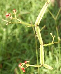 Cissus quadrangularis quadrangularis