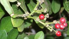 Cissus quadrangularis quadrangularis