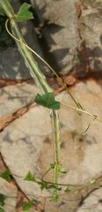 Cissus quadrangularis quadrangularis