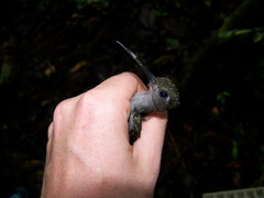 Campylopterus largipennis