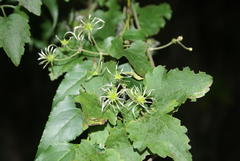 Clematis hirsuta junodii