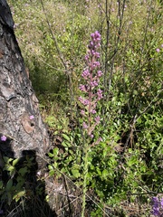Carphephorus paniculatus
