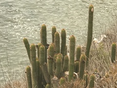Trichocereus