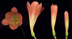 Clivia miniata miniata