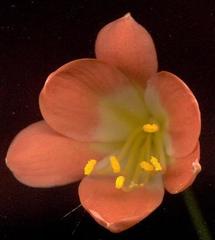 Clivia miniata miniata