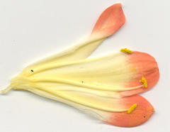 Clivia miniata miniata