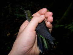 Campylopterus largipennis