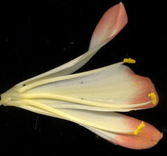 Clivia miniata miniata