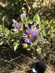 Symphyotrichum jessicae