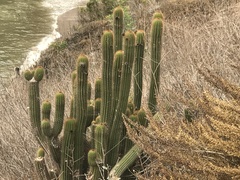 Trichocereus