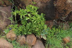 Cyphostemma quinatum