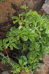 Cyphostemma quinatum