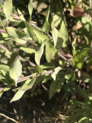 Symphyotrichum jessicae