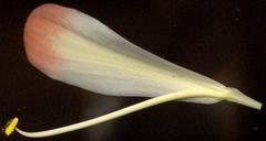 Clivia miniata miniata