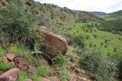 Cyphostemma quinatum